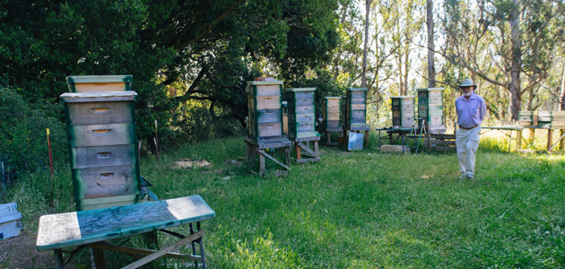 Bees: the Friendly route