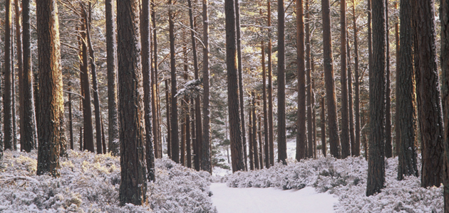 Letting go of letting go