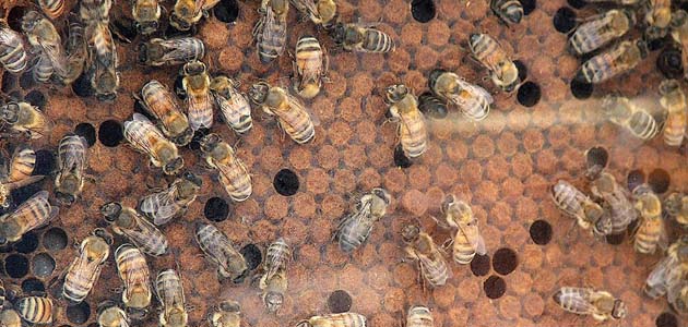 Q-Eye - 07 October 2011