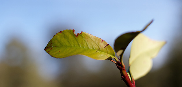 Dare to be Jesus: wilderness