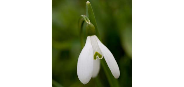 Eye- 04 February 2011