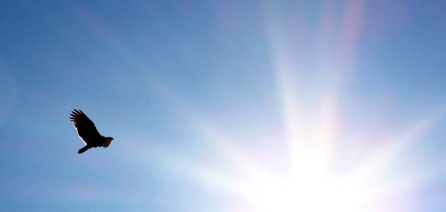 Voice of the morning