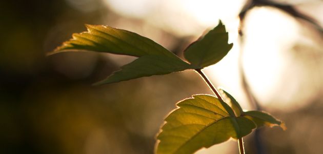 Christ, mystery and faith