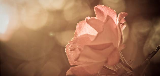 End of the roses, Quaker meeting