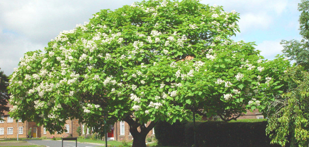 The Indian bean tree