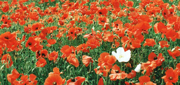 White poppies