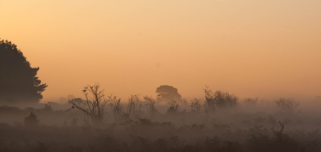 A New Forest reunion