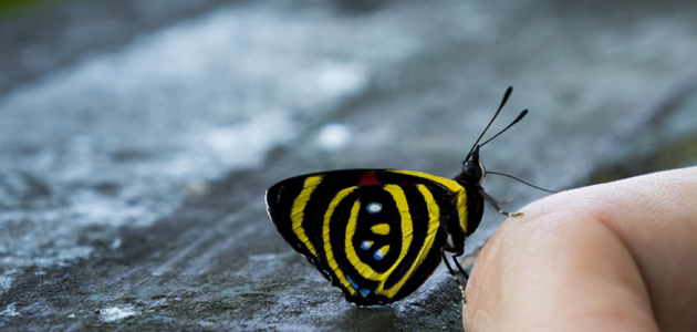 The fruit of the Spirit