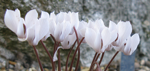 Shades of black and white