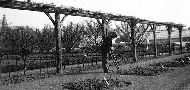 Roses at the Retreat