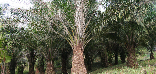 Friend highlights concern over palm oil