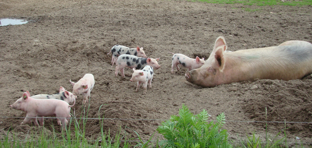 An omnivore’s tale