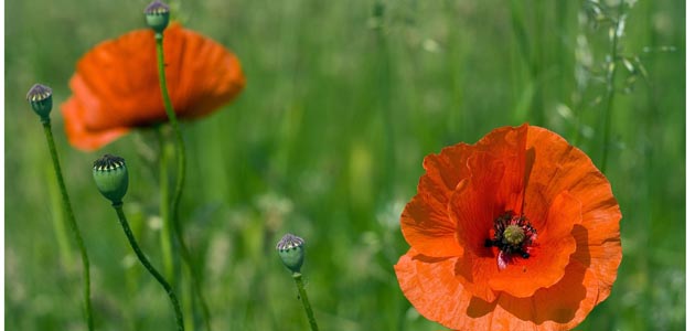Poppies