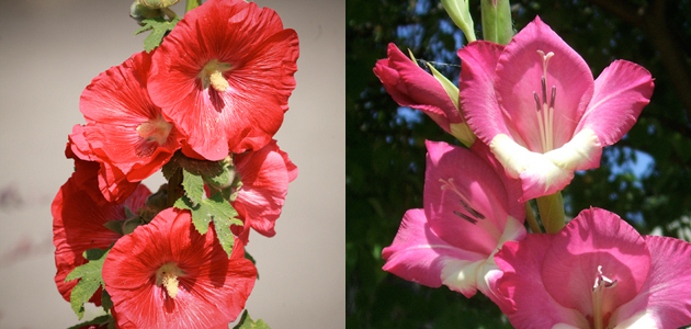 Eye - 24 August 2012