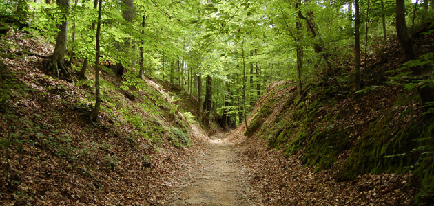 Putting the cart before the horse