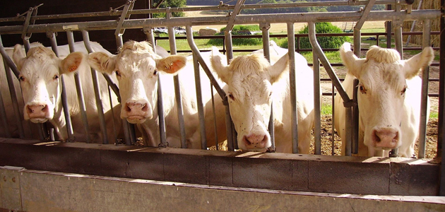 Why we need an animal revolution