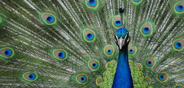 The Peacock