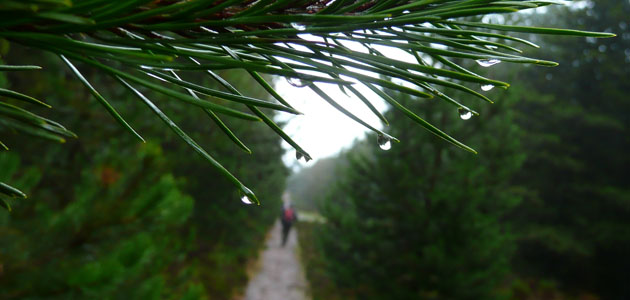 Integrity in politics: a way forward?