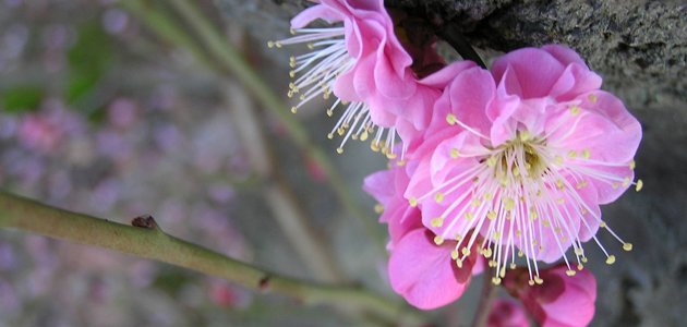 Let your life blossom