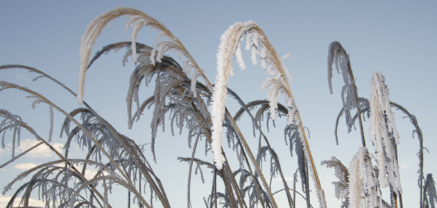 Hoar frost
