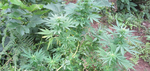 Drugs: a contentious issue