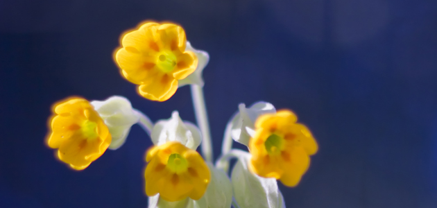 What is your favourite colour?