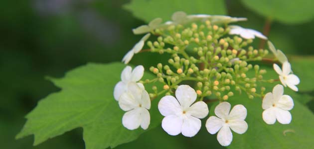 Quakers and creation: Quakers and the Green Bible