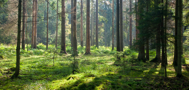 Are we still pagans?