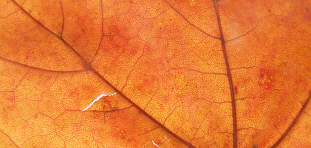 Patchwork quilts and eiderdowns