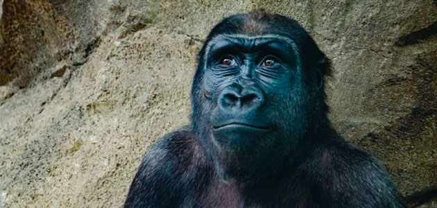 Animal Prayers, by Randel McCraw Helms