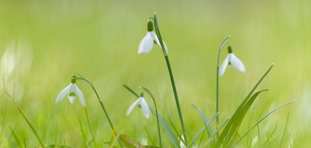 A snowdrop in our midst