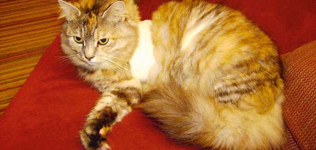 ‘If I got my hair cut I would have no money at all for food – for me or Bella.’