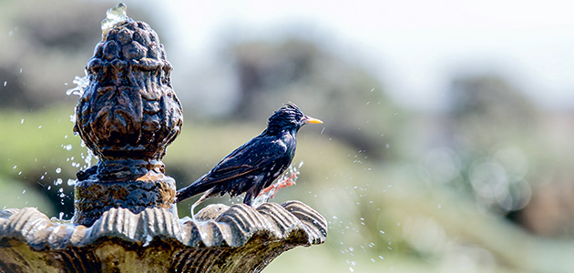 Boxing Day morning, Walpole Park