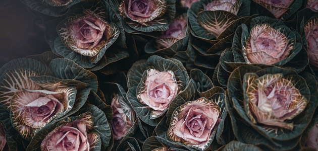 Companion planting: Anne Watson contemplates the mystics