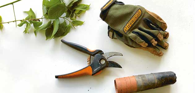 How does your garden grow? Barbara Toyne considers the lay of the land