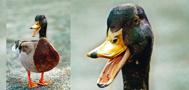 ‘The Qu-air-kers: A story for children’: Caroline C Graveson, told her by an elderly woman Friend