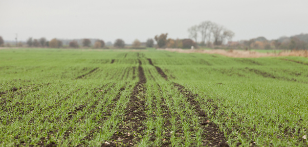 A Field of Wheat