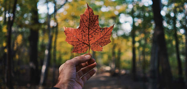 Canadian Friends Service Committee: Anniversary reflections by Keira Mann