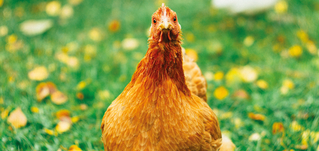 Eye - 6 January 2023