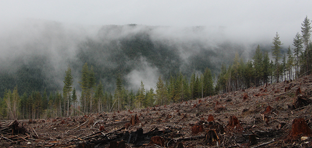 ‘COVID-19 is what upsetting the ecological balance really looks like.’