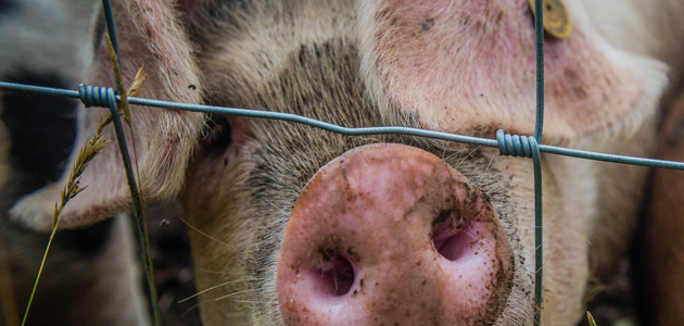 The suffering of animals