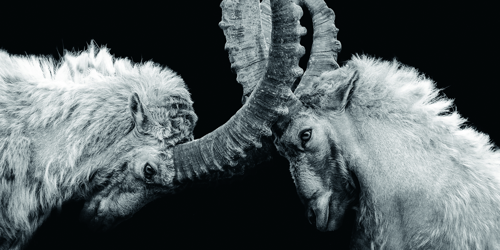 Surviving tidal forces: Tony D’Souza on the culture wars