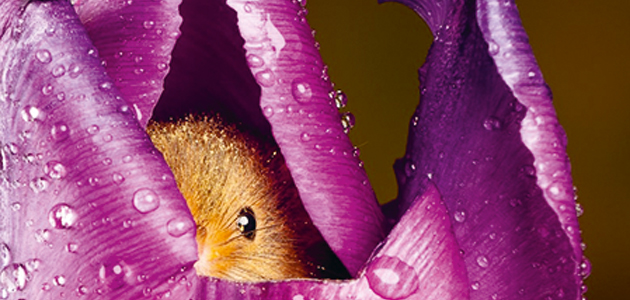 Eye - 10 February 2023