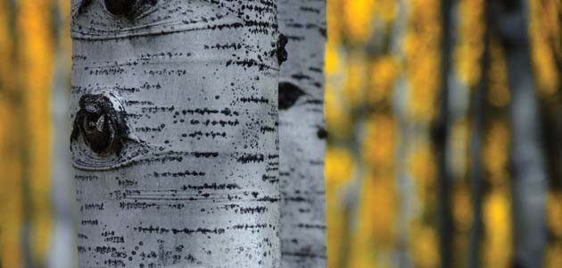 The Sybils Speak in Quaker Meeting