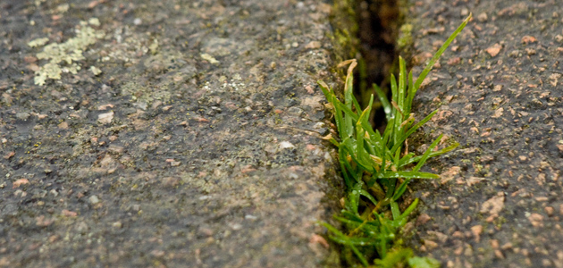 Finding a distinctive Quaker voice