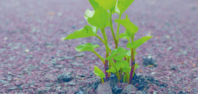 Sowing Seeds for the Future: Exploring the power of constructive nonviolent action, by Andrew Rigby