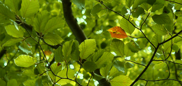 Seasonal relationship disorder?