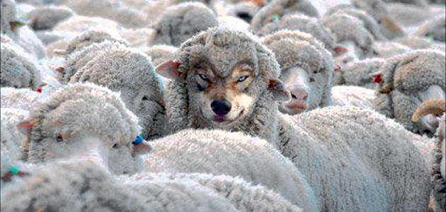 Animal instinct, part two: Nim Njuguna offers further polemic on the wolves at COP26