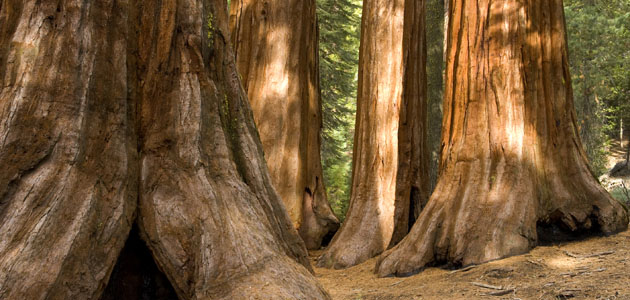 Spirituality: the forgotten dimension