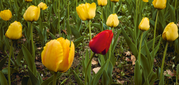 ‘Some differences which seem obvious to me are invisible to my grandchildren.’
